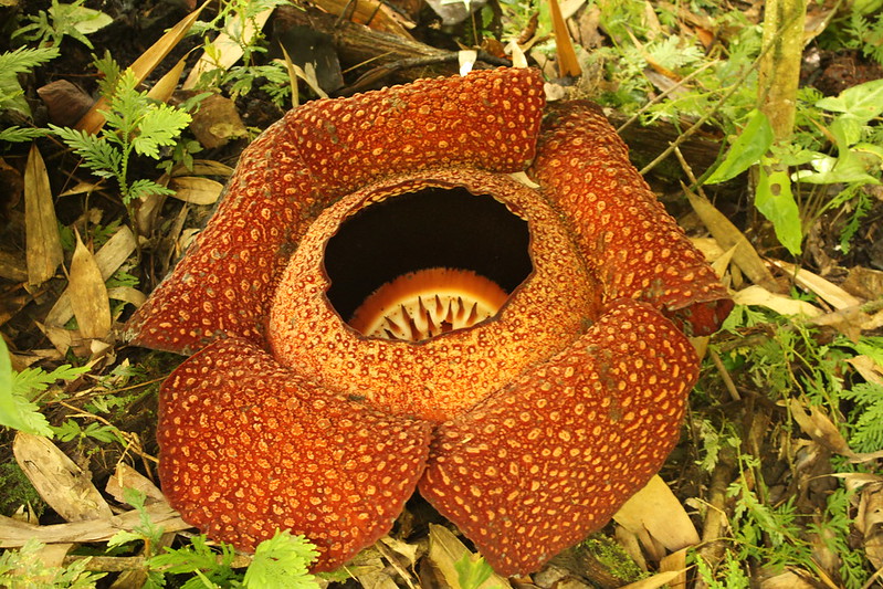 Rafflesia