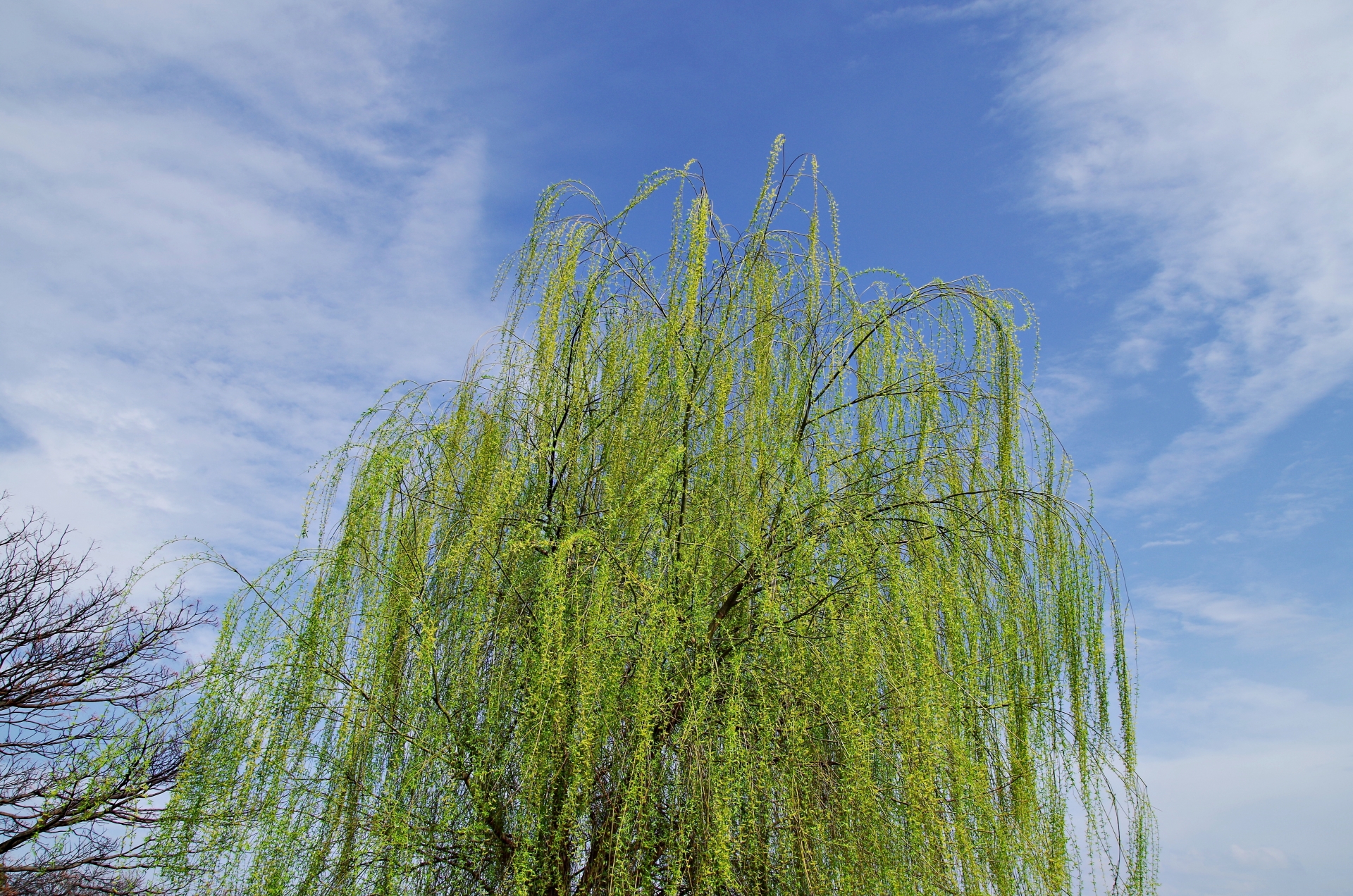 Salix babylonica