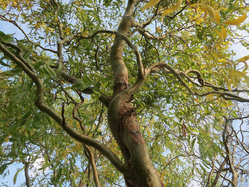 Salix matsudana 'Tortuosa'