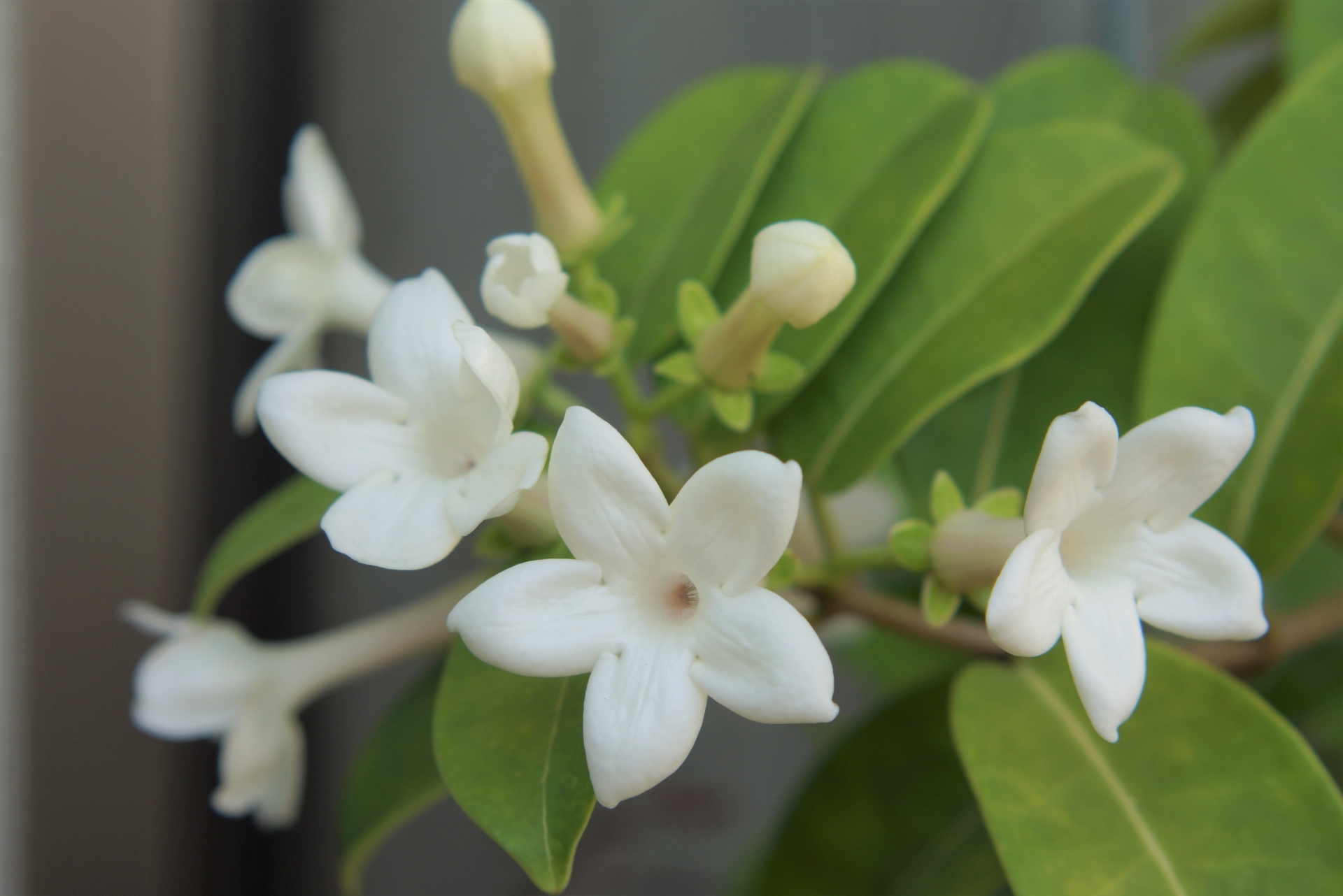 Stephanotis floribunda