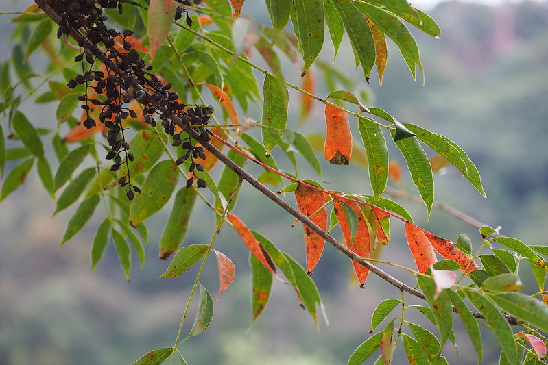 Toxicodendron succedaneum