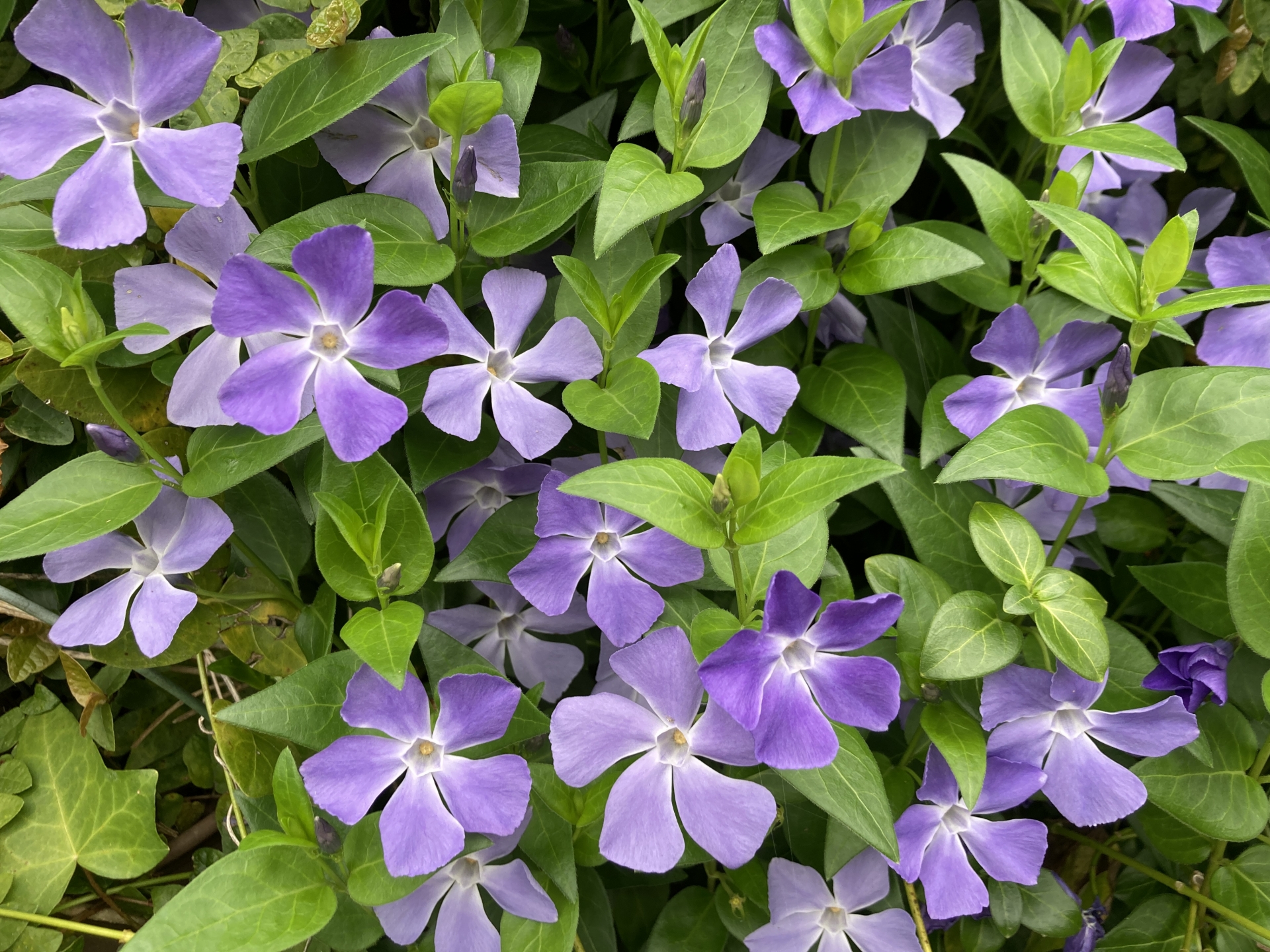 Vinca major