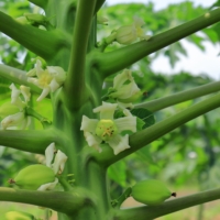 caricaceae