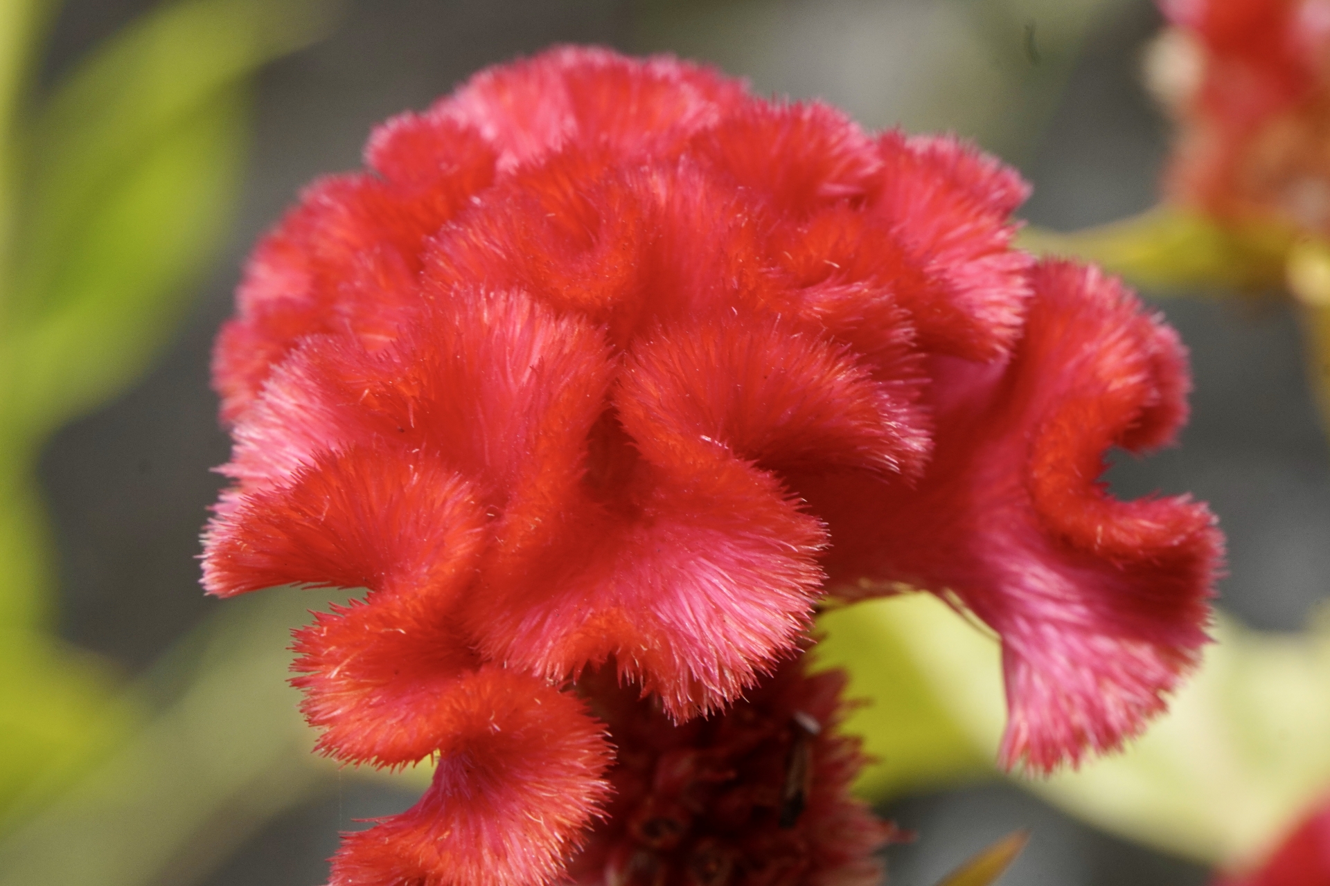 celosia_argentea_m