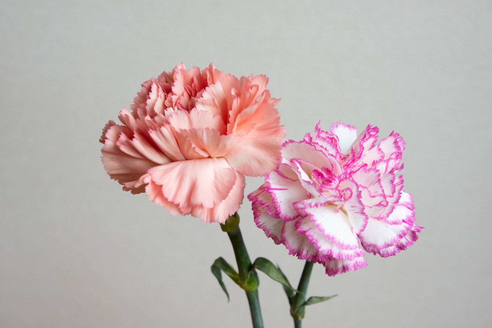 dianthus_caryophyllus