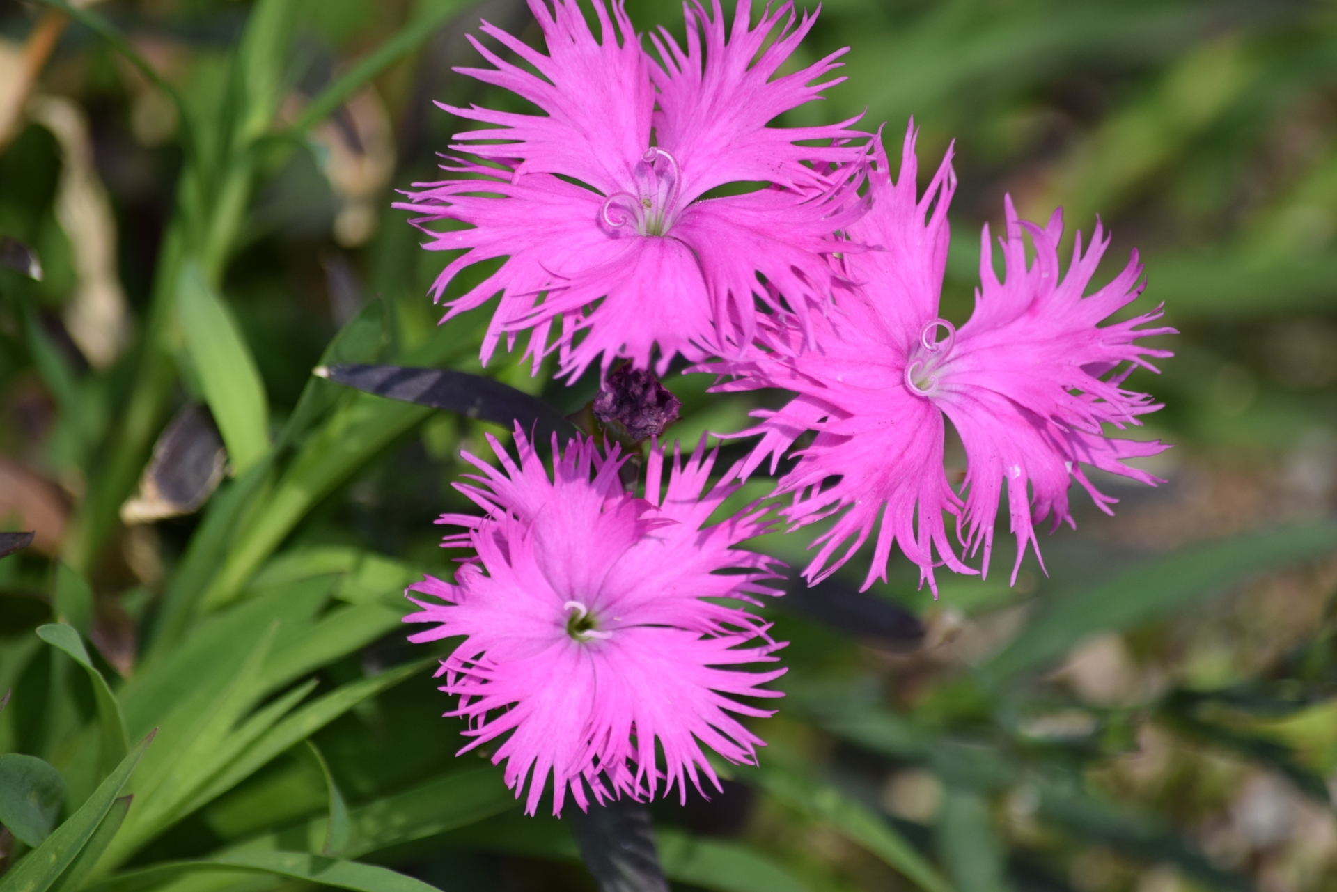 dianthus_superbus