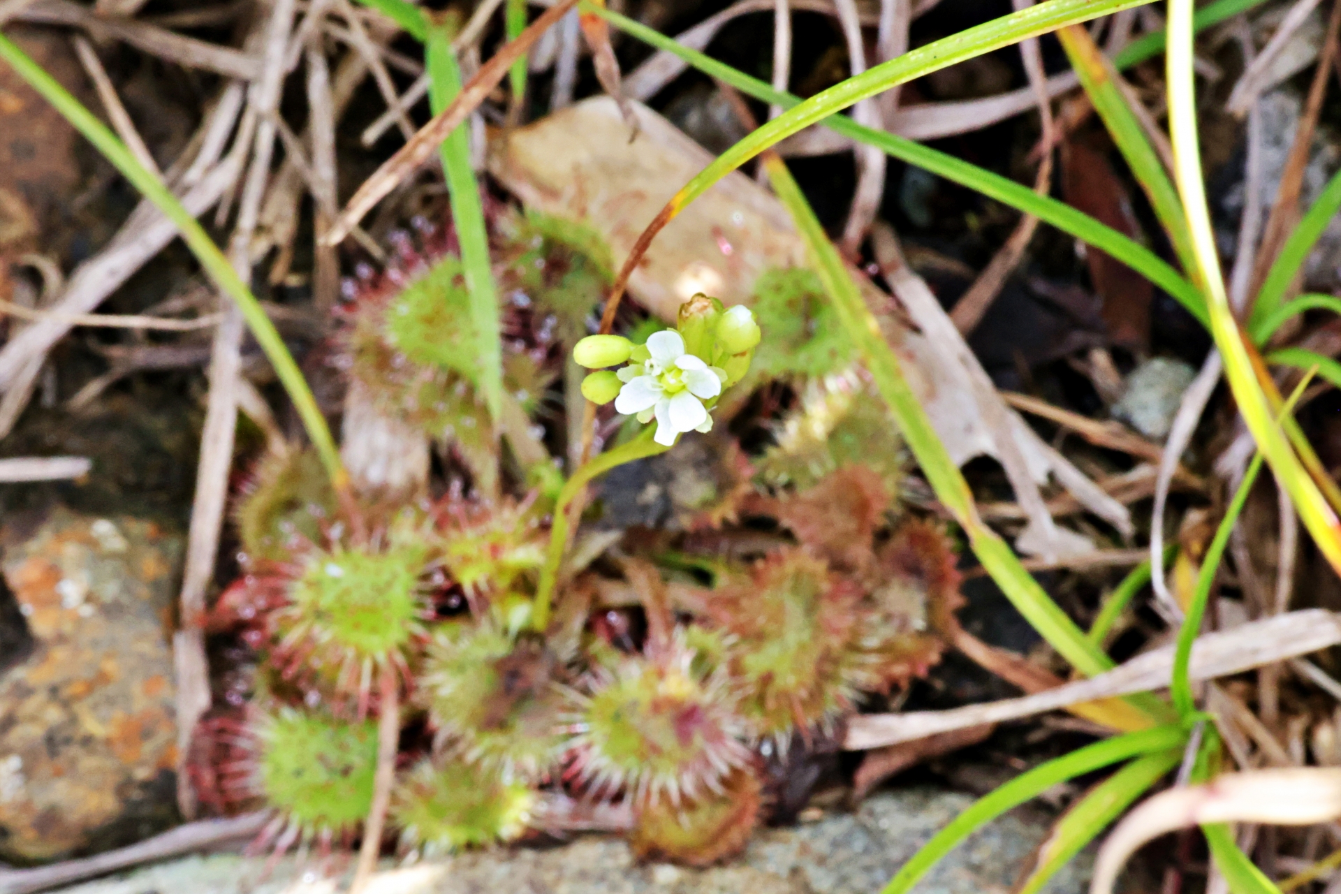 drosera_spp_m