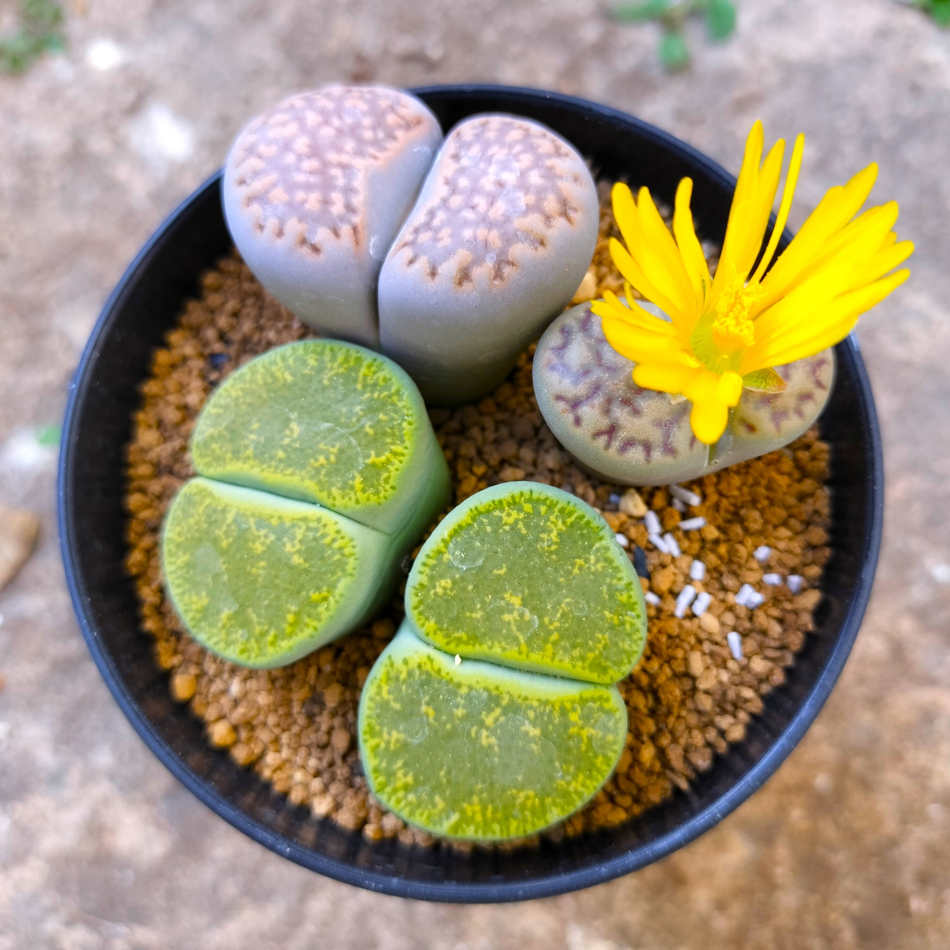 lithops_spp_m