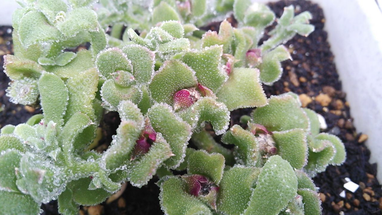 mesembryanthemum_crystallinum