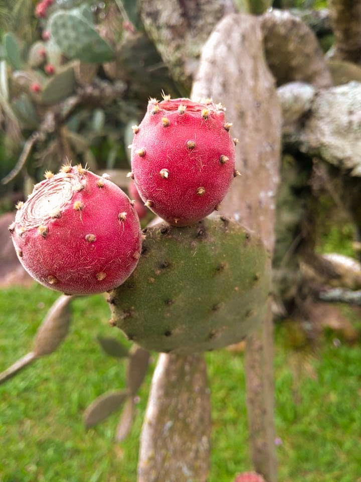 opuntia_ficus_indica_02