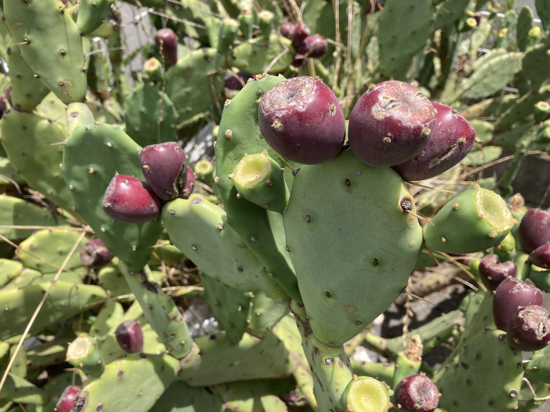 opuntia_ficus_indica