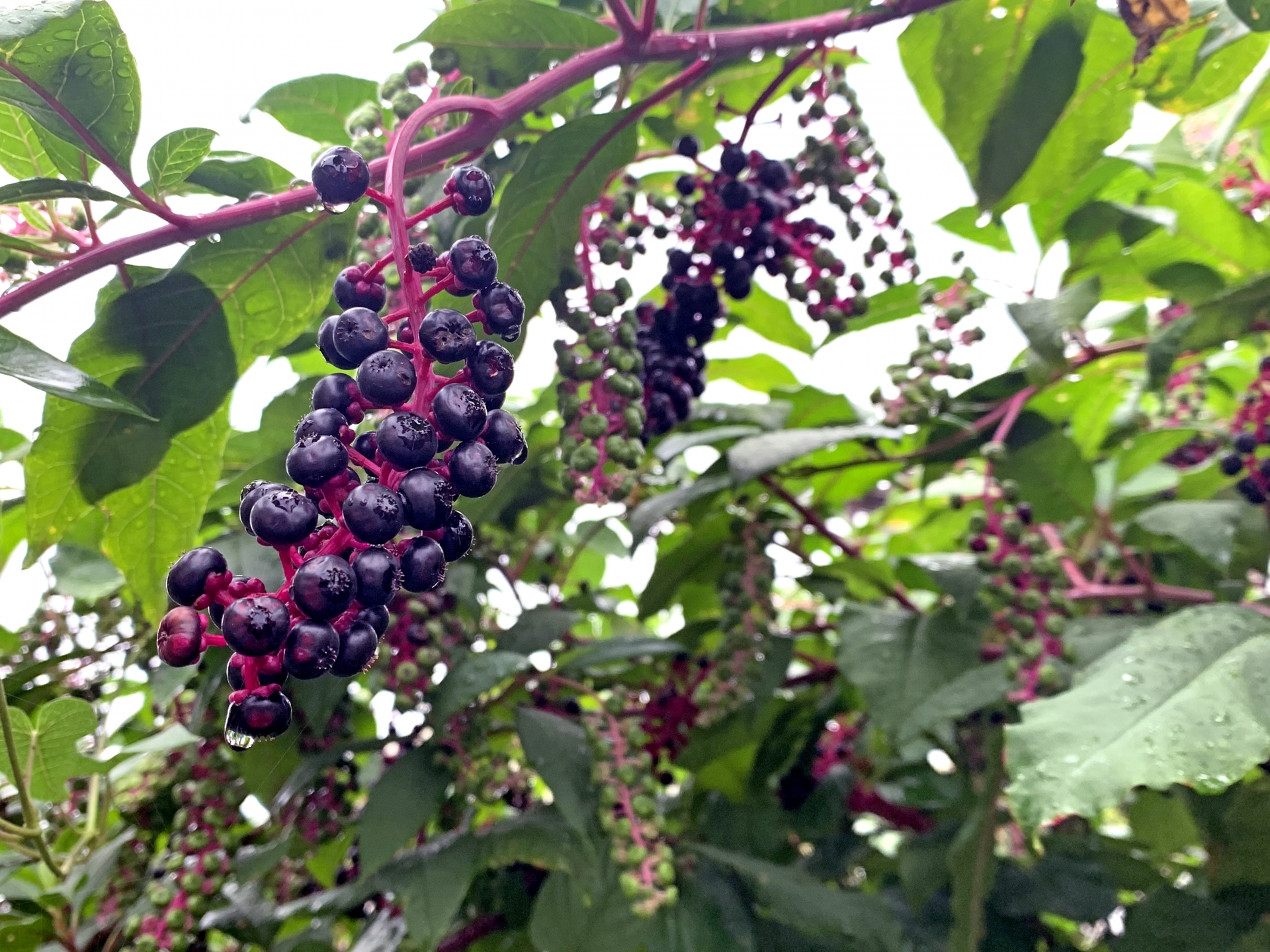 phytolacca_americana