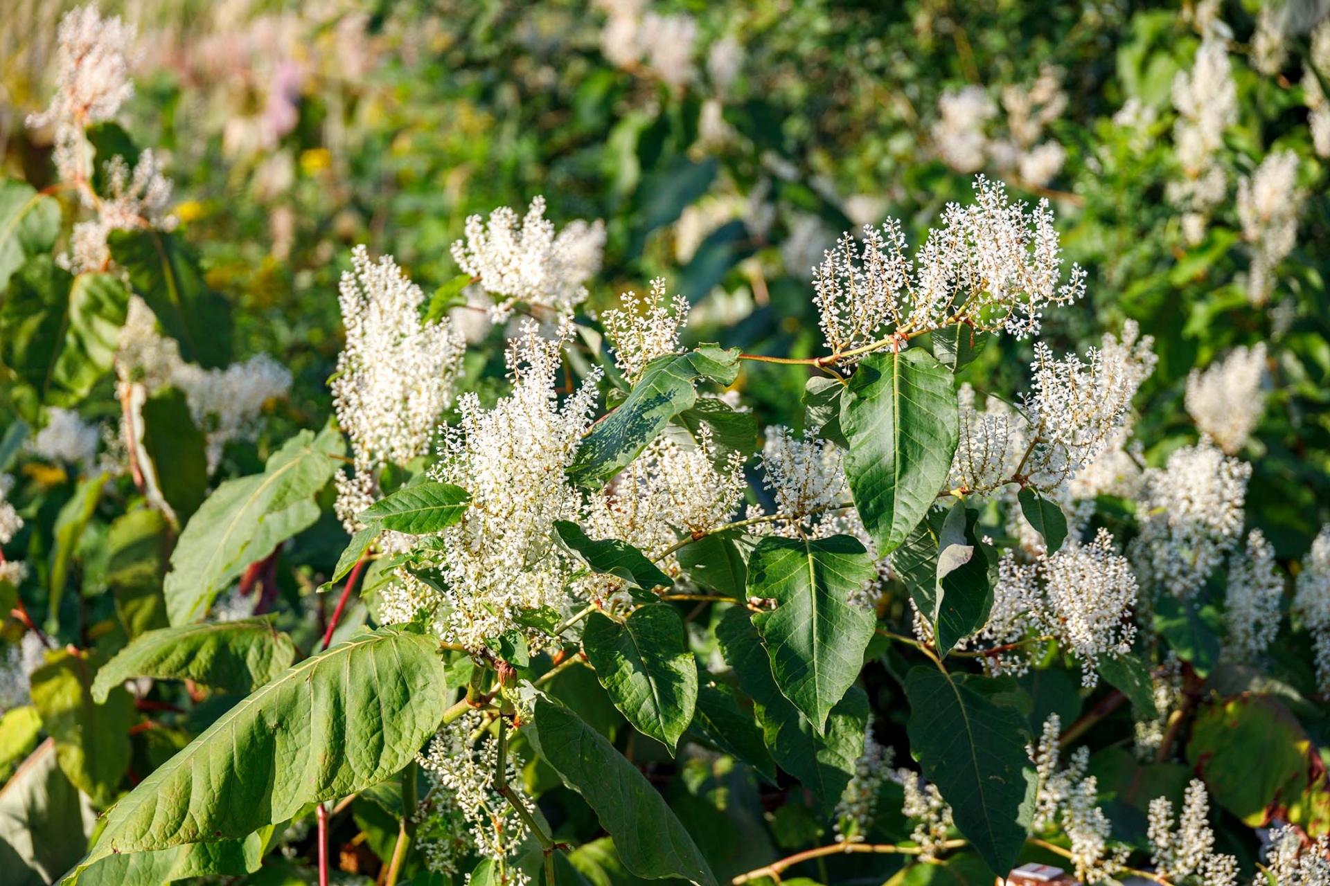 reynoutria_japonica