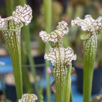 White-topped pitcher plant