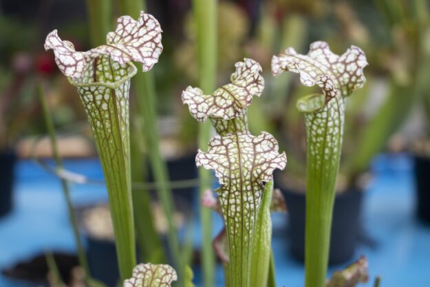 White-topped pitcher plant