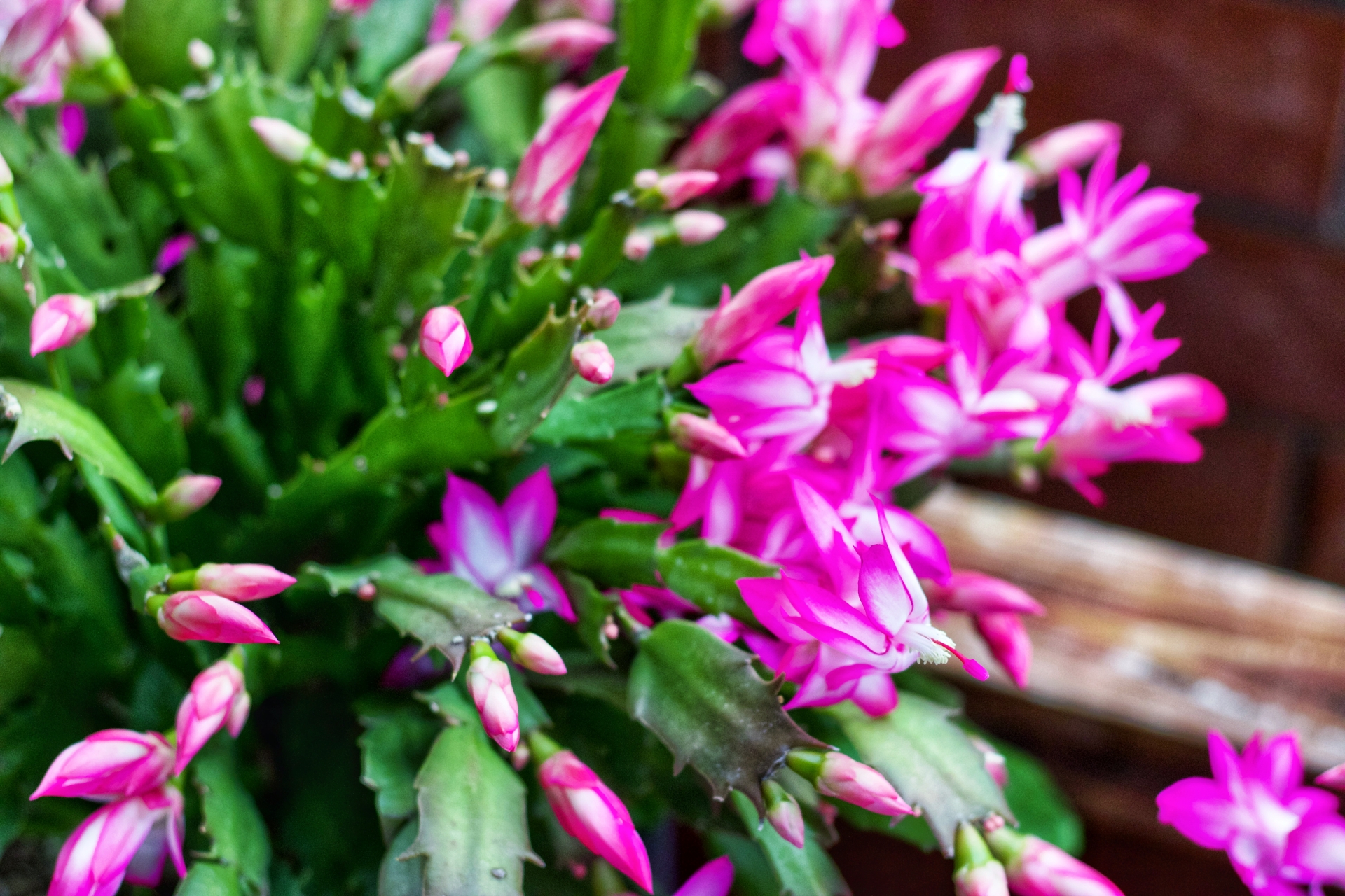 schlumbergera_truncata