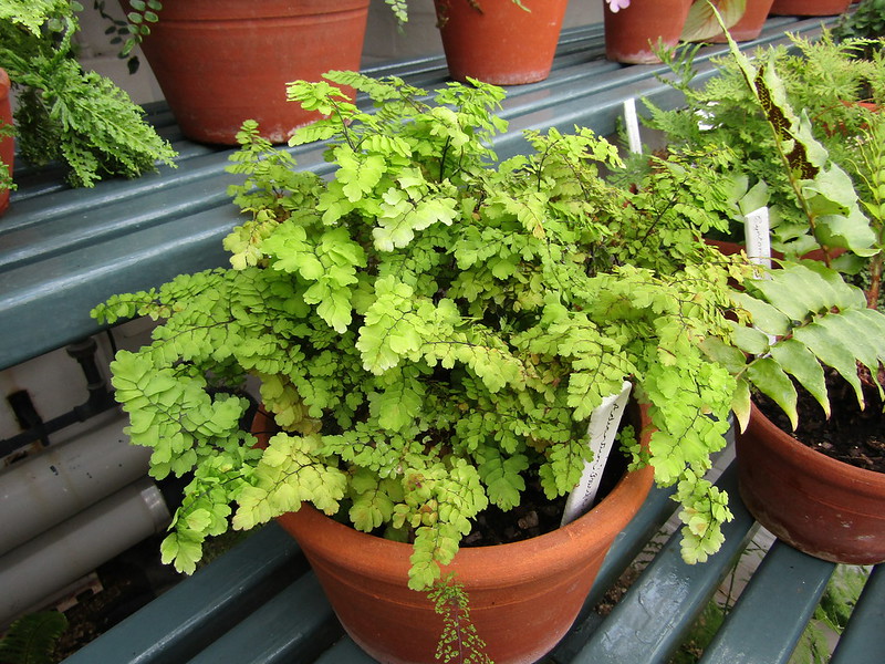 Adiantum raddianum