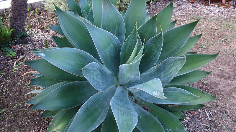 Agave attenuata