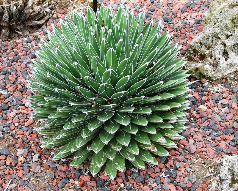 Agave victoriae-reginae