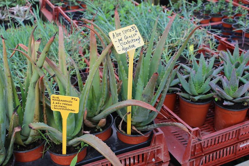 Aloe barbadensis