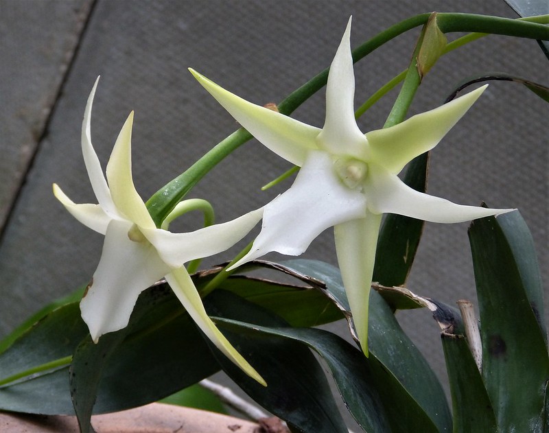 Angraecum sesquipedale