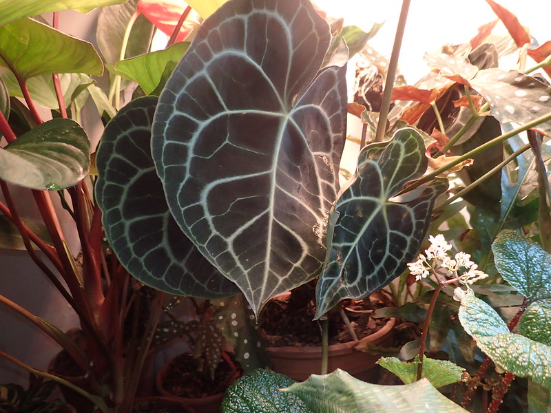 Anthurium clarinervium