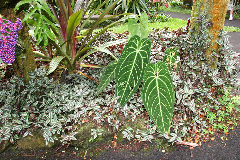 Anthurium warocqueanum