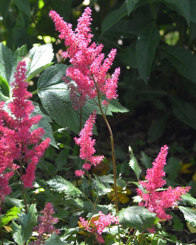 Astilbe_Fanal