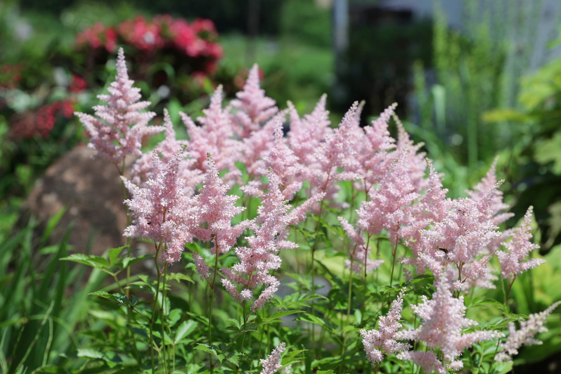 Astilbe_m