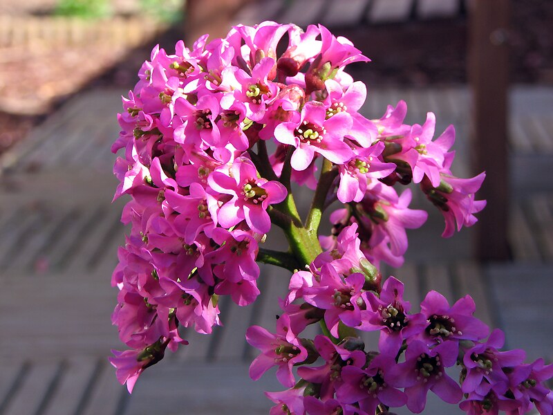 Bergenia 'Pink Elephant'