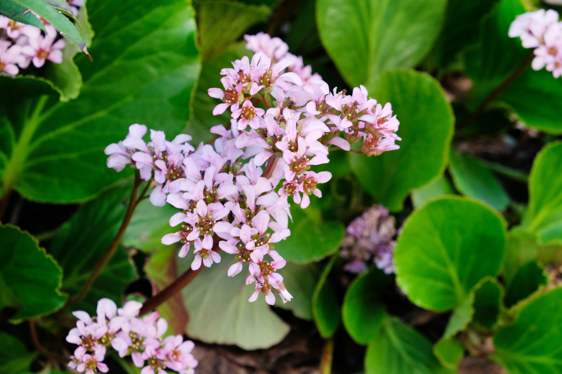 Bergenia_m