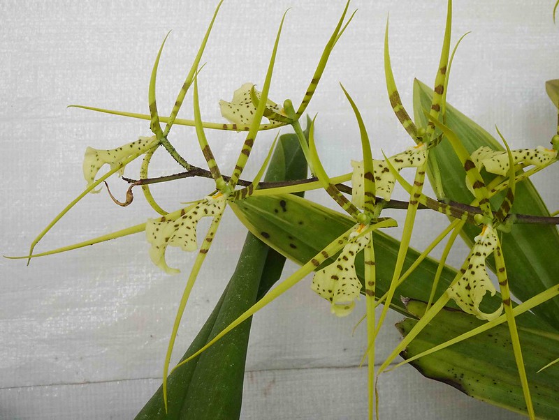 Brassia verrucosa