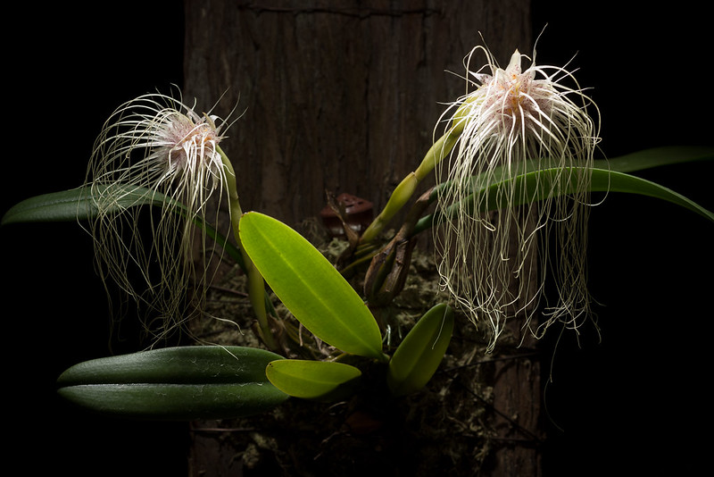 Bulbophyllum medusae