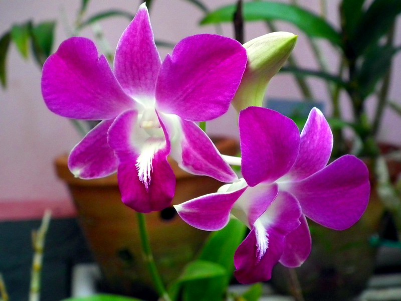 Cattleya hybrid