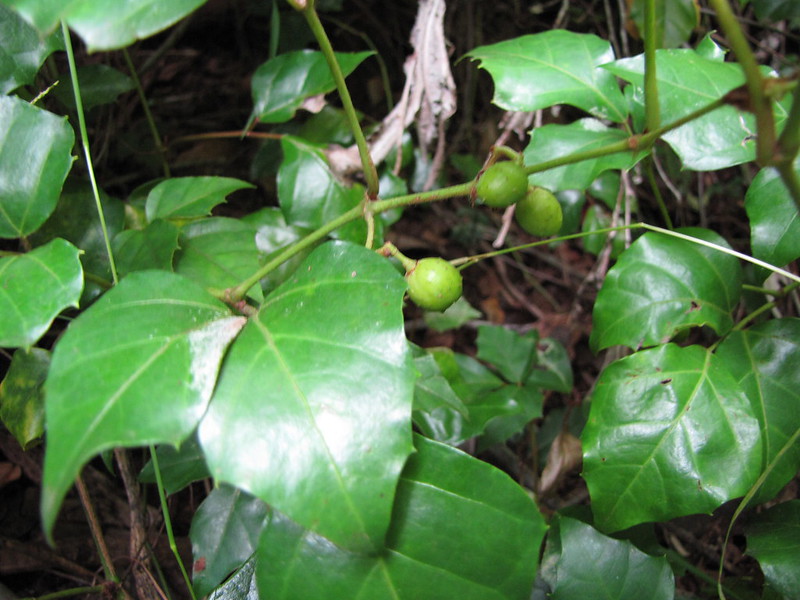 Cissus rhombifolia