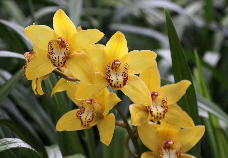 Cymbidium hybrid