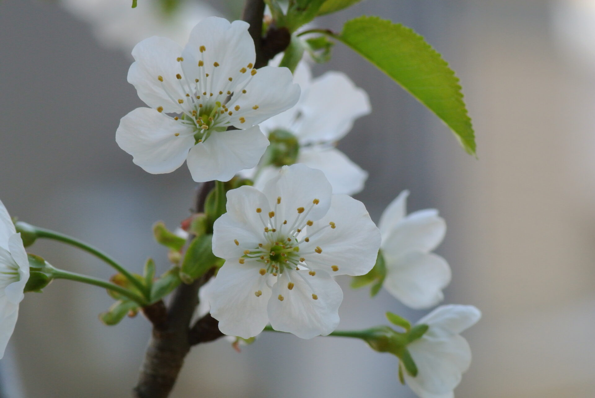 apricot