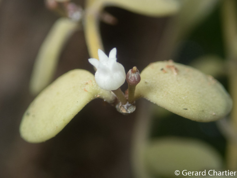 Dischidia nummularia