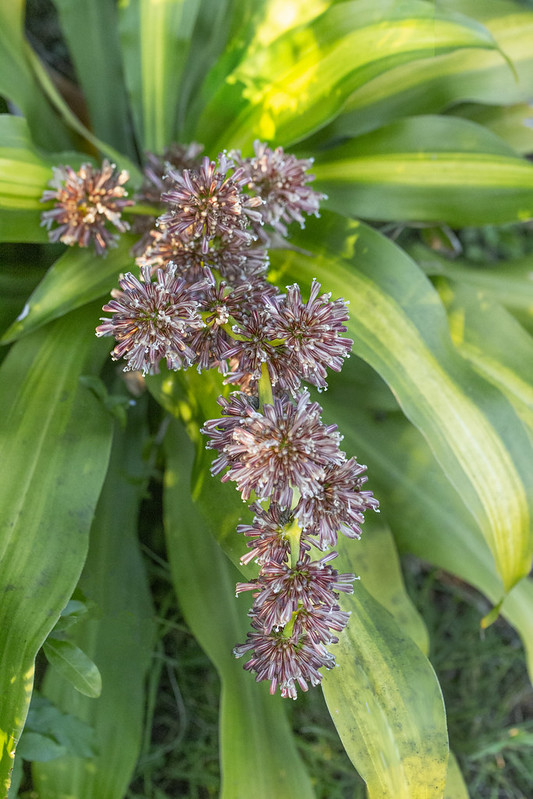 Dracaena_fragrans_Massangeana