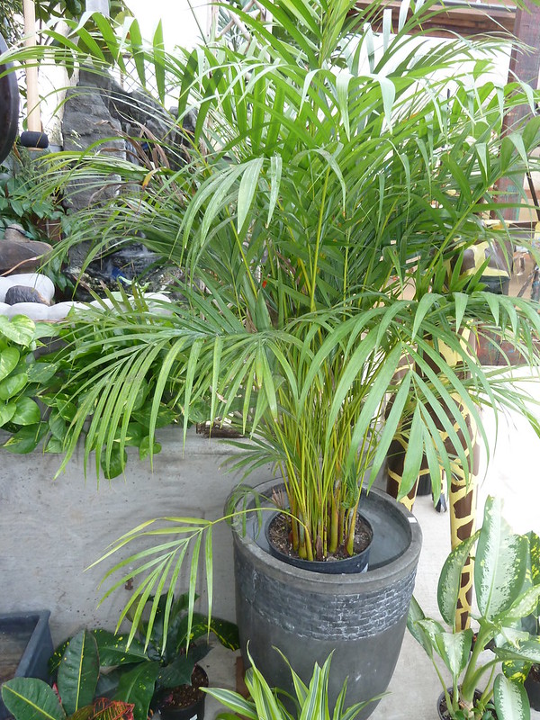 Dypsis lutescens