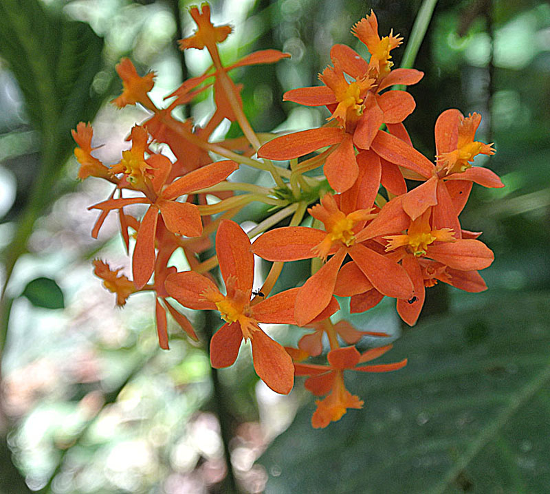 Epidendrum ibaguense