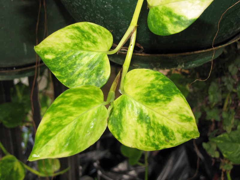 Epipremnum aureum