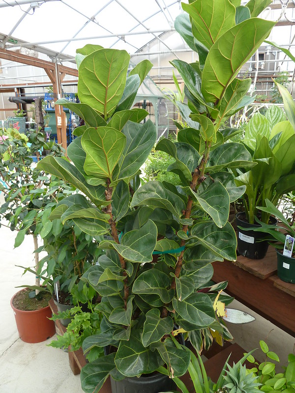 Ficus lyrata