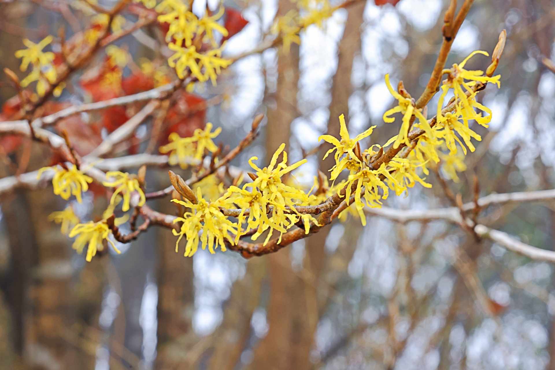 Hamamelis