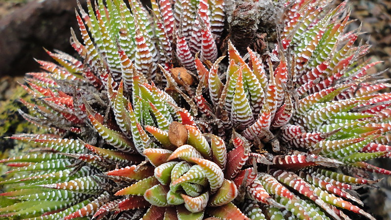 Haworthia