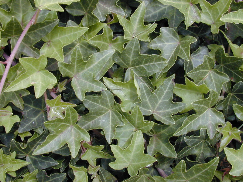 Hedera helix