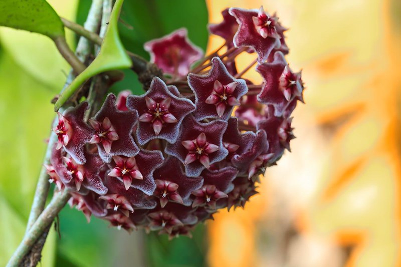 Hoya carnosa