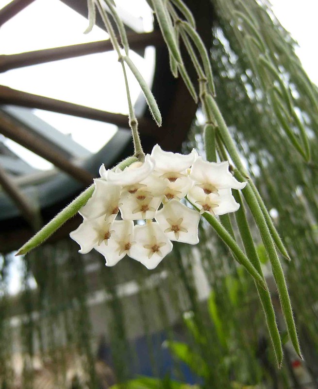 Hoya linearis