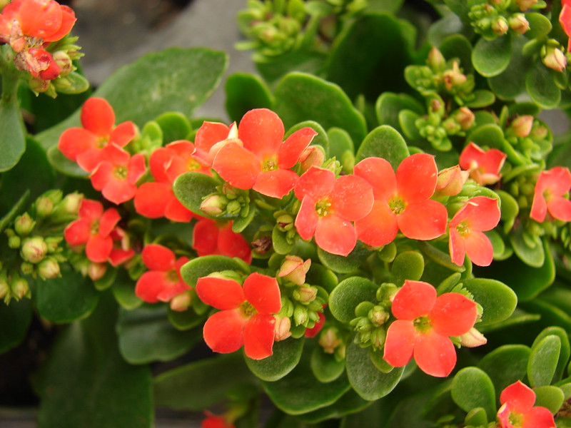 Kalanchoe blossfeldiana