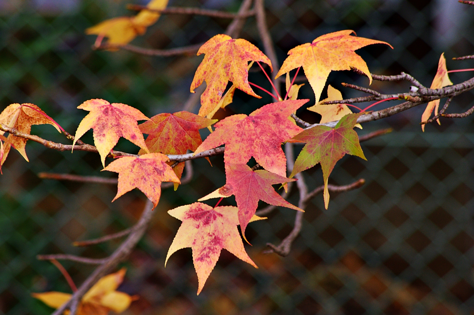 Liquidambar